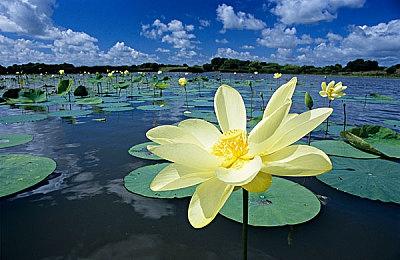 《光环：无限》版Xbox Series X主机已惨遭黄牛毒手